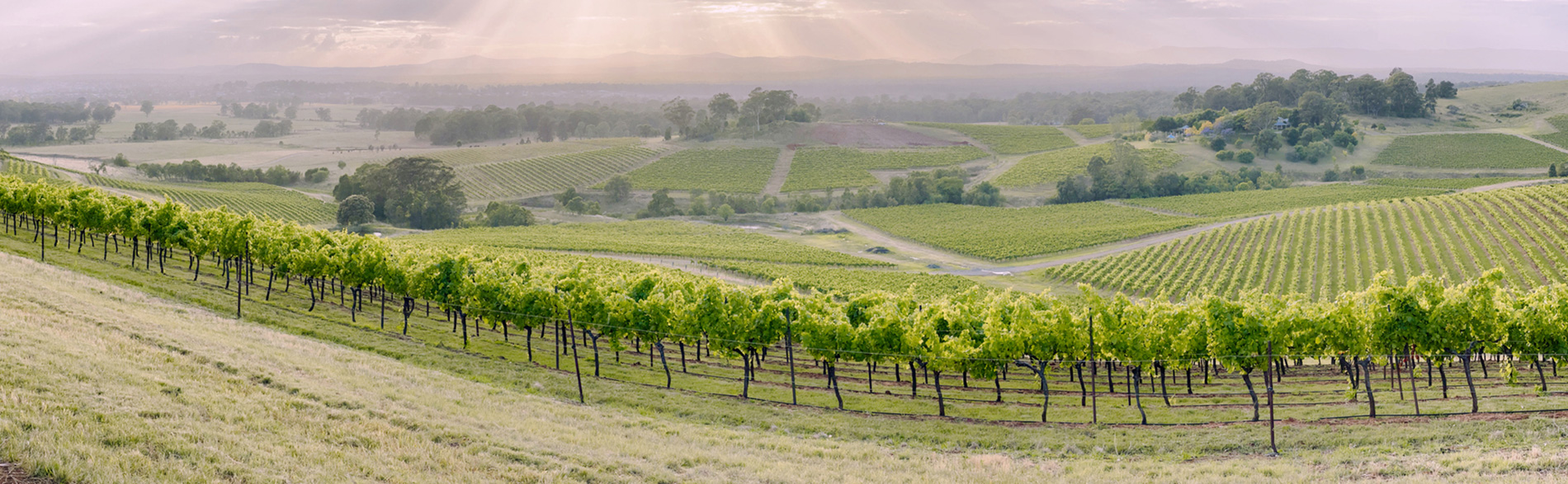 A view overlooking a vineyard and rolling hills